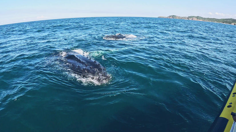A Close Encounter With Humpback Whales